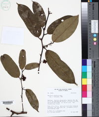 Image of Heisteria laxiflora