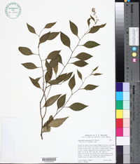 Agonandra racemosa image