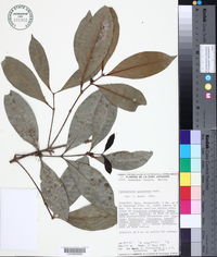 Cassipourea guianensis image