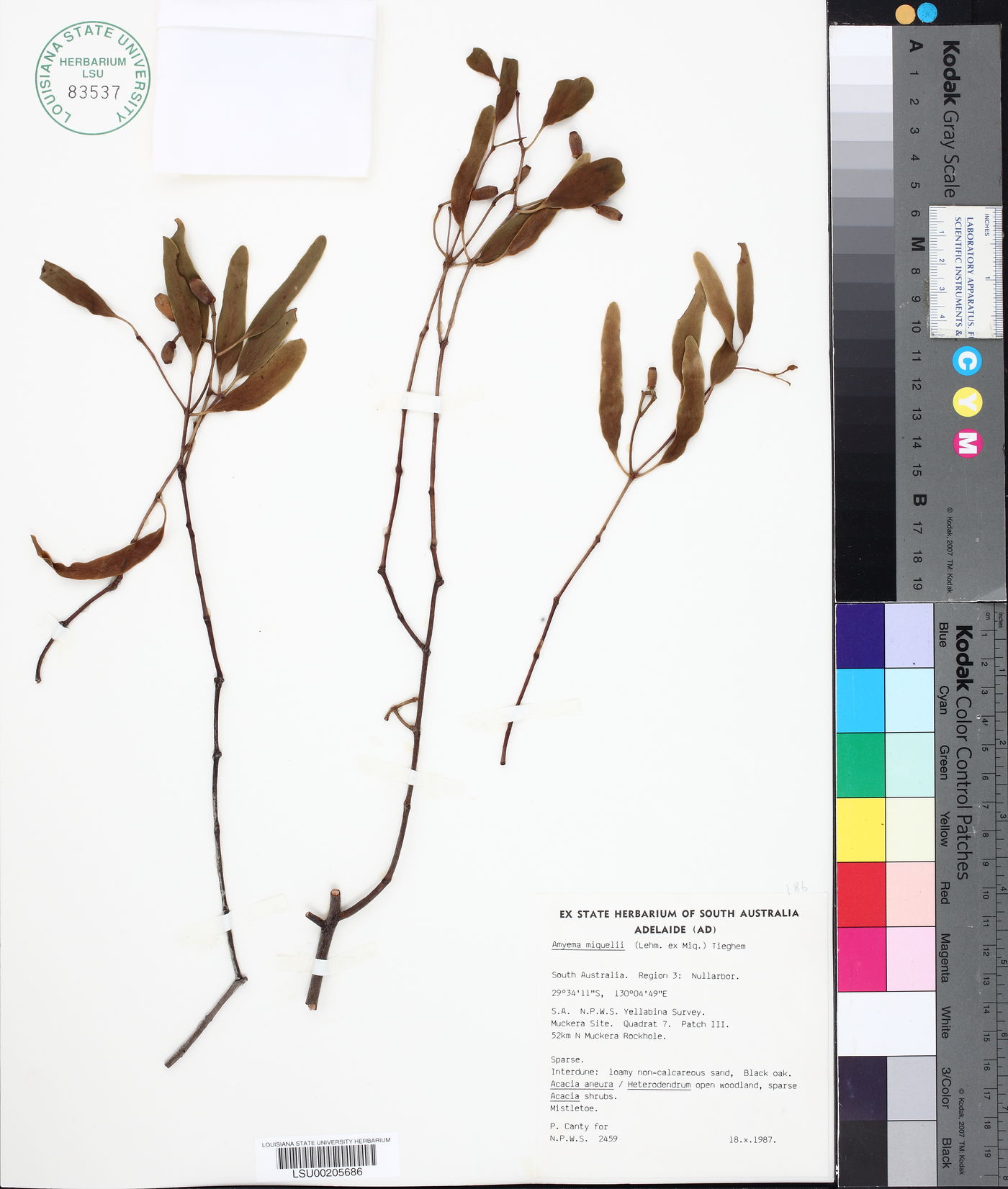 Amyema miquelii image