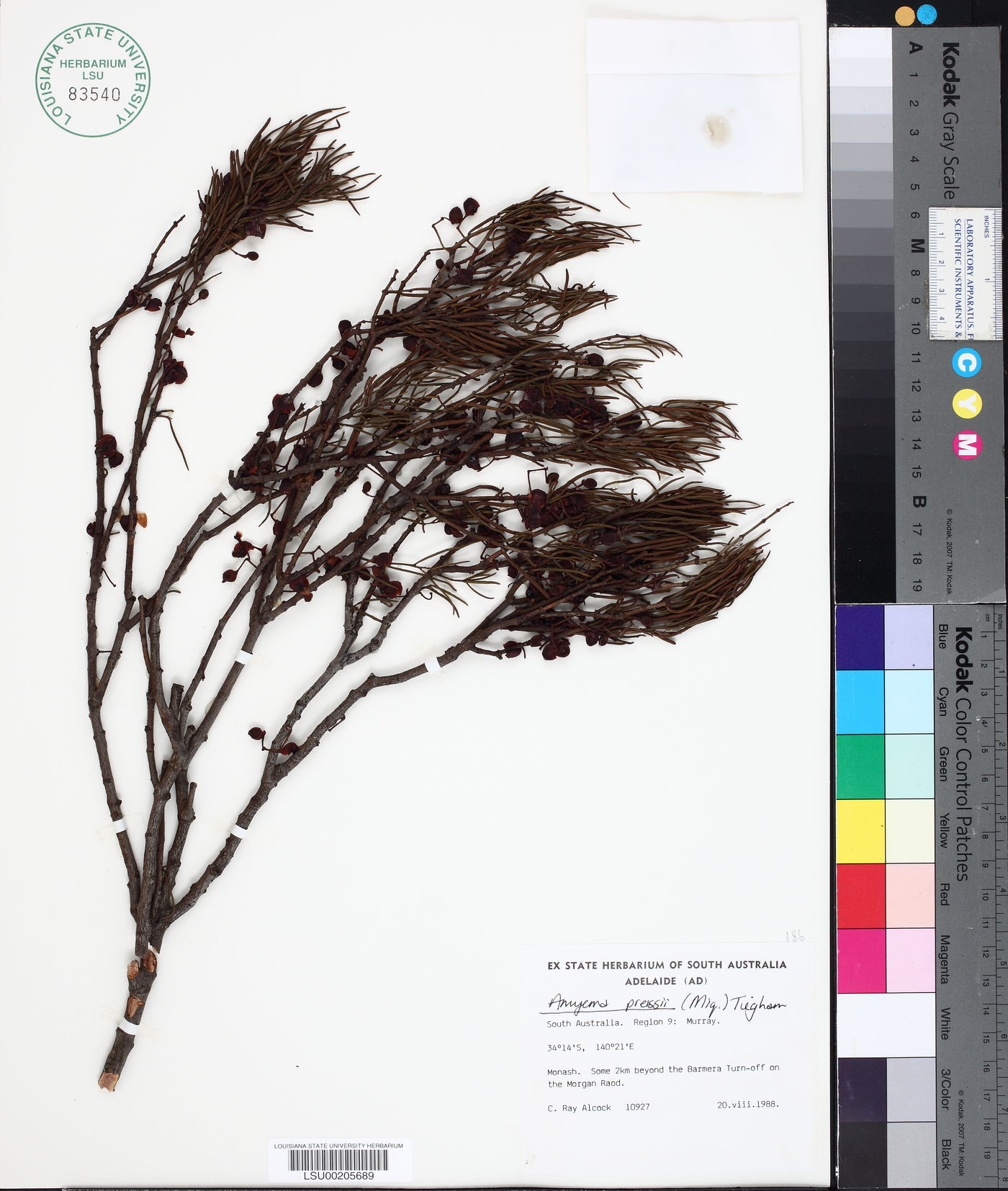 Amyema preissii image