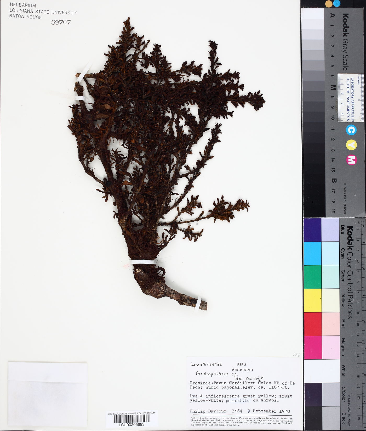 Dendrophthora image