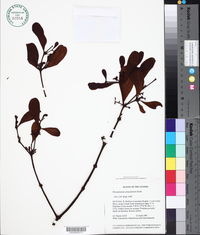 Image of Phoradendron acinacifolium