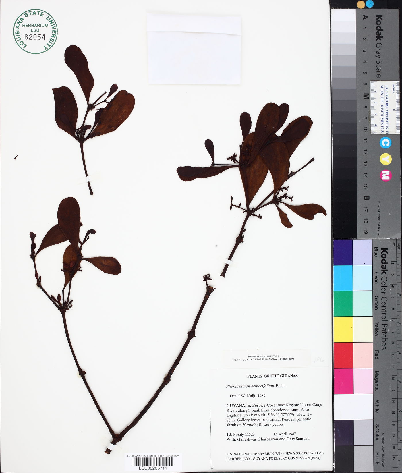 Phoradendron acinacifolium image