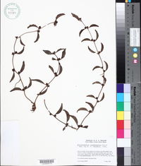 Struthanthus condensatus image