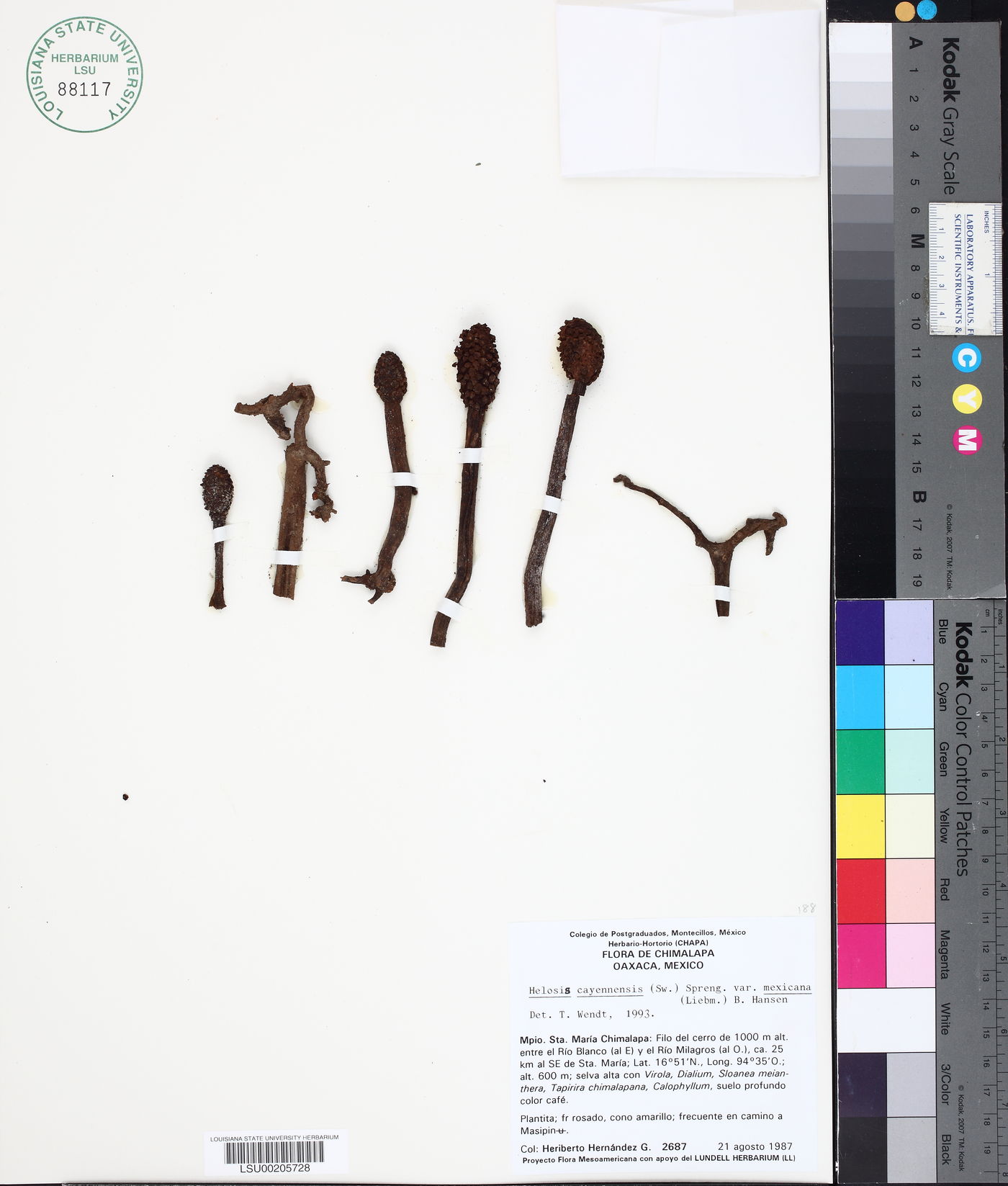 Helosis cayennensis image
