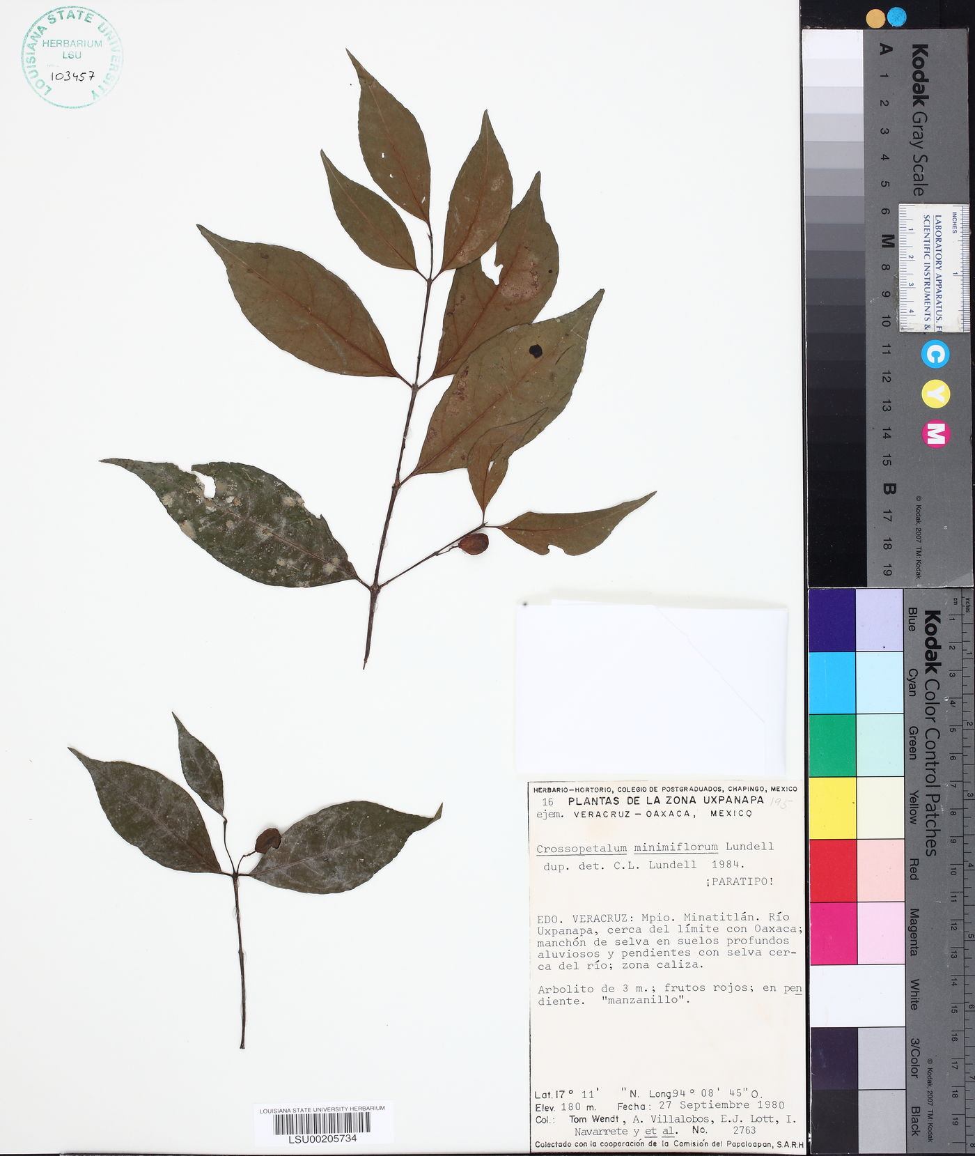 Crossopetalum minimiflorum image