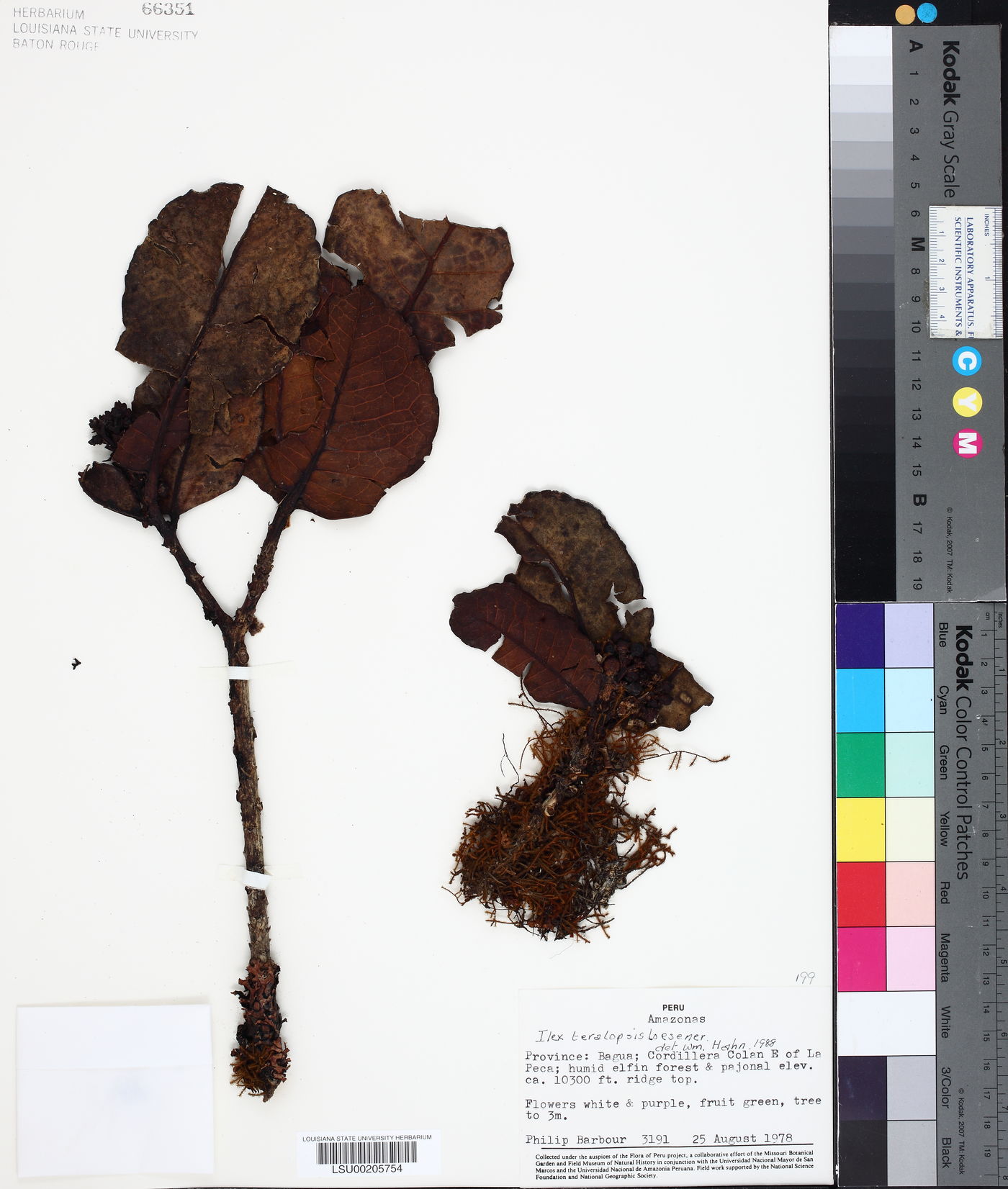 Ilex teratopis image