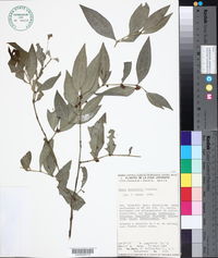 Buxus bartlettii image