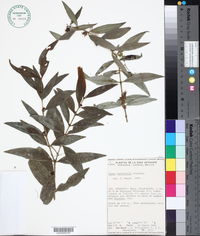 Buxus bartlettii image