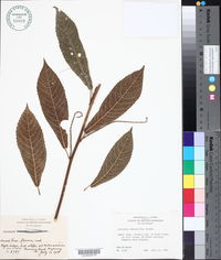 Acalypha lancetillae image