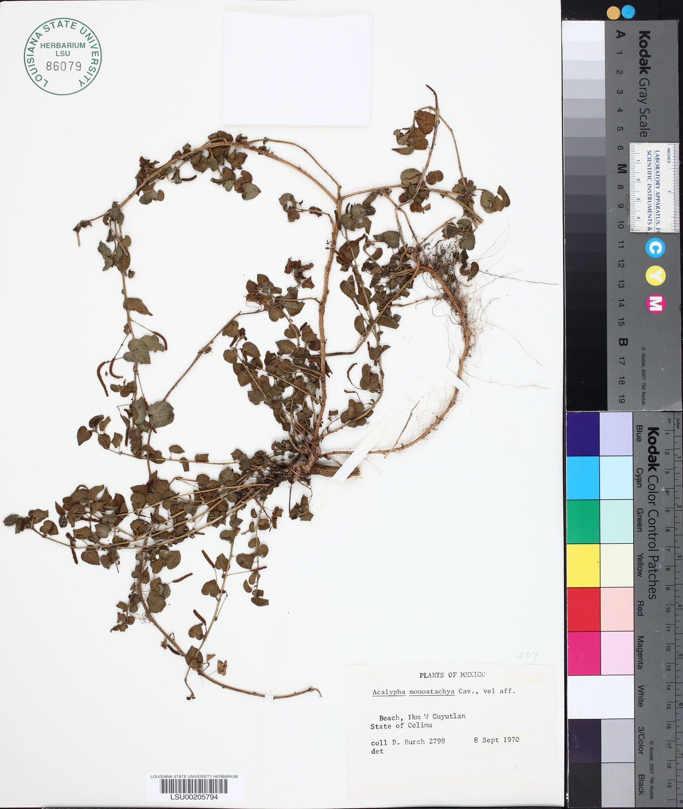 Acalypha monostachya image