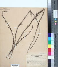 Image of Andrachne cuneifolia