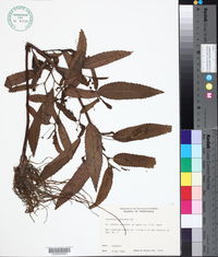 Caperonia castaneifolia image