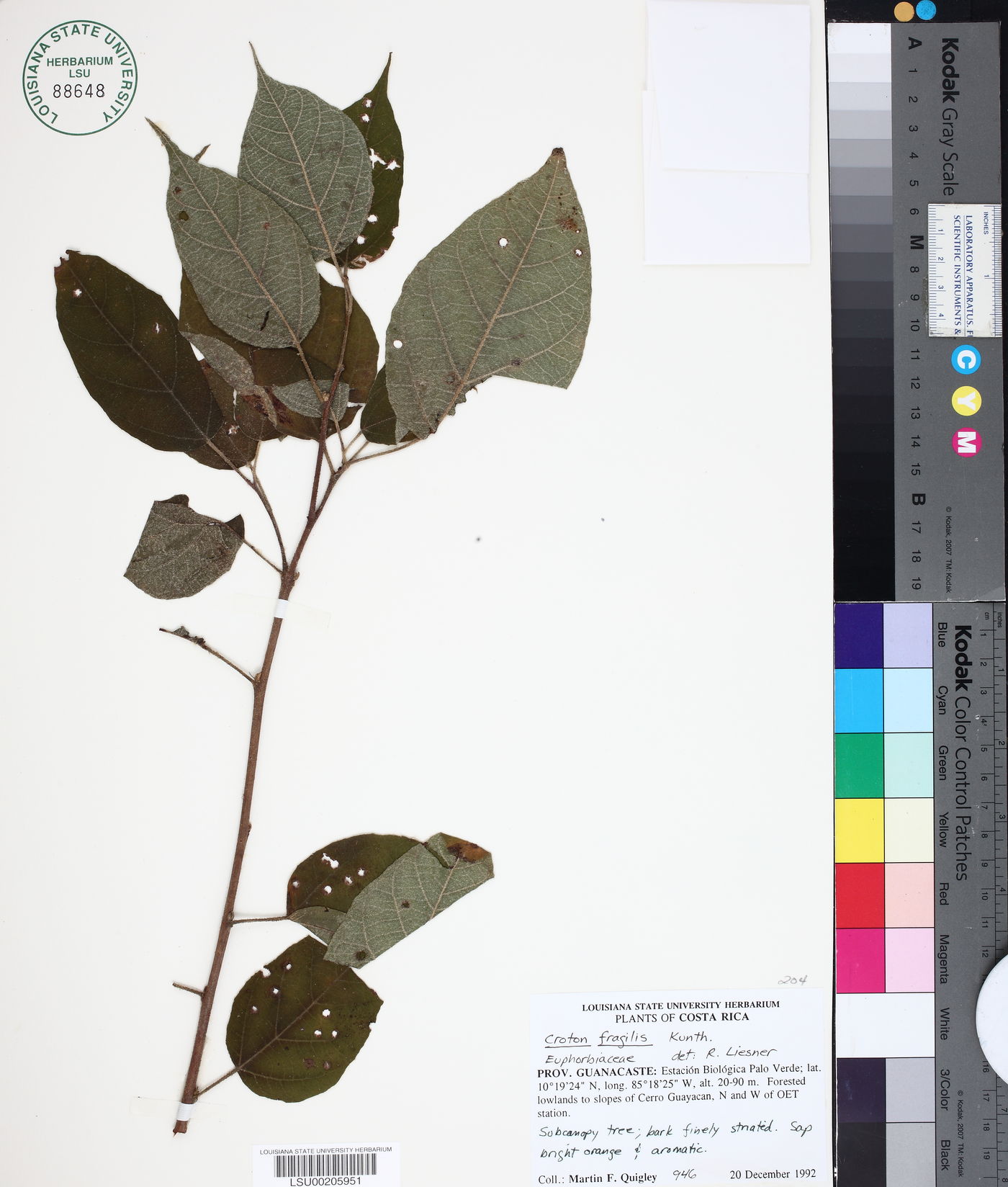 Croton fragilis image