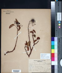 Image of Curcas hernandiifolia