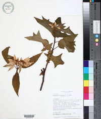 Image of Euphorbia cornastra