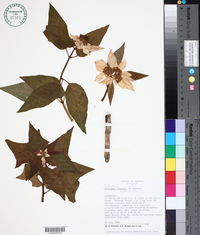 Euphorbia cornastra image