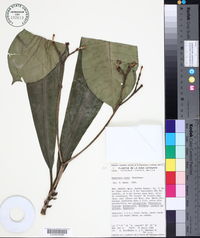 Euphorbia elata image