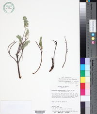 Image of Euphorbia pinkavana