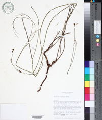 Euphorbia restiacea image