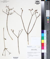 Euphorbia xanti image