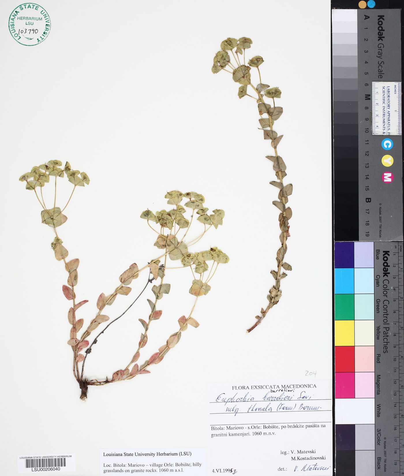 Euphorbia barrelieri image