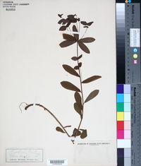 Euphorbia dulcis image