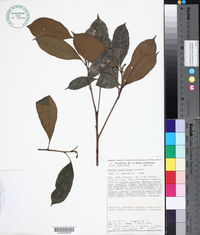 Garcia parviflora image