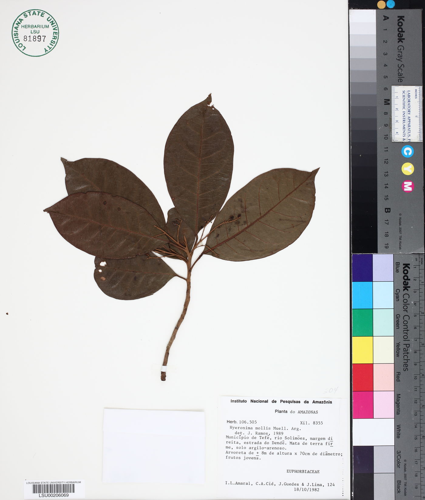 Hieronyma alchorneoides subsp. alchorneoides image