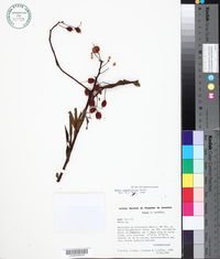 Image of Mabea angustifolia