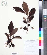 Image of Macaranga heudelotii