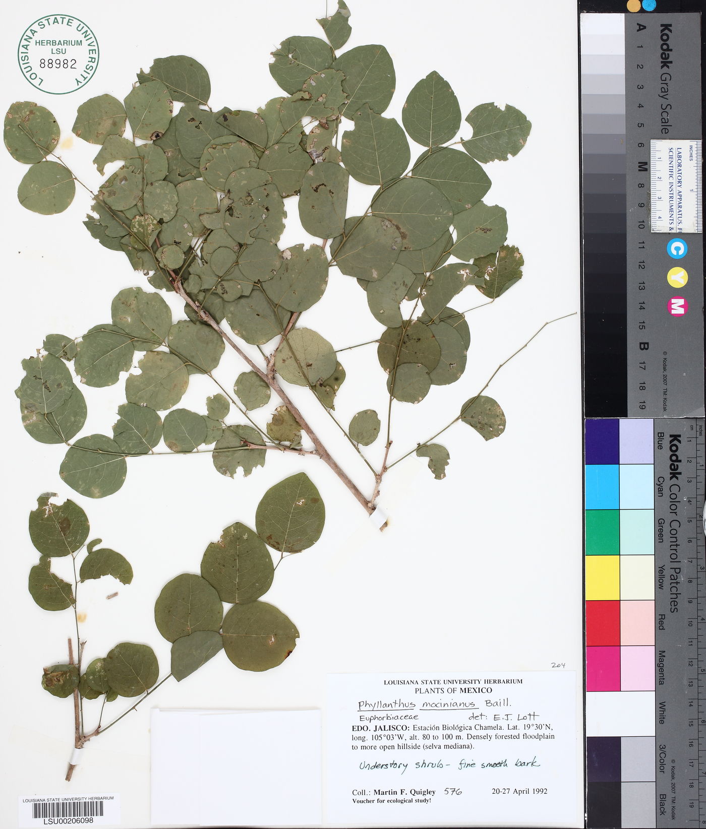 Phyllanthus mocinianus image
