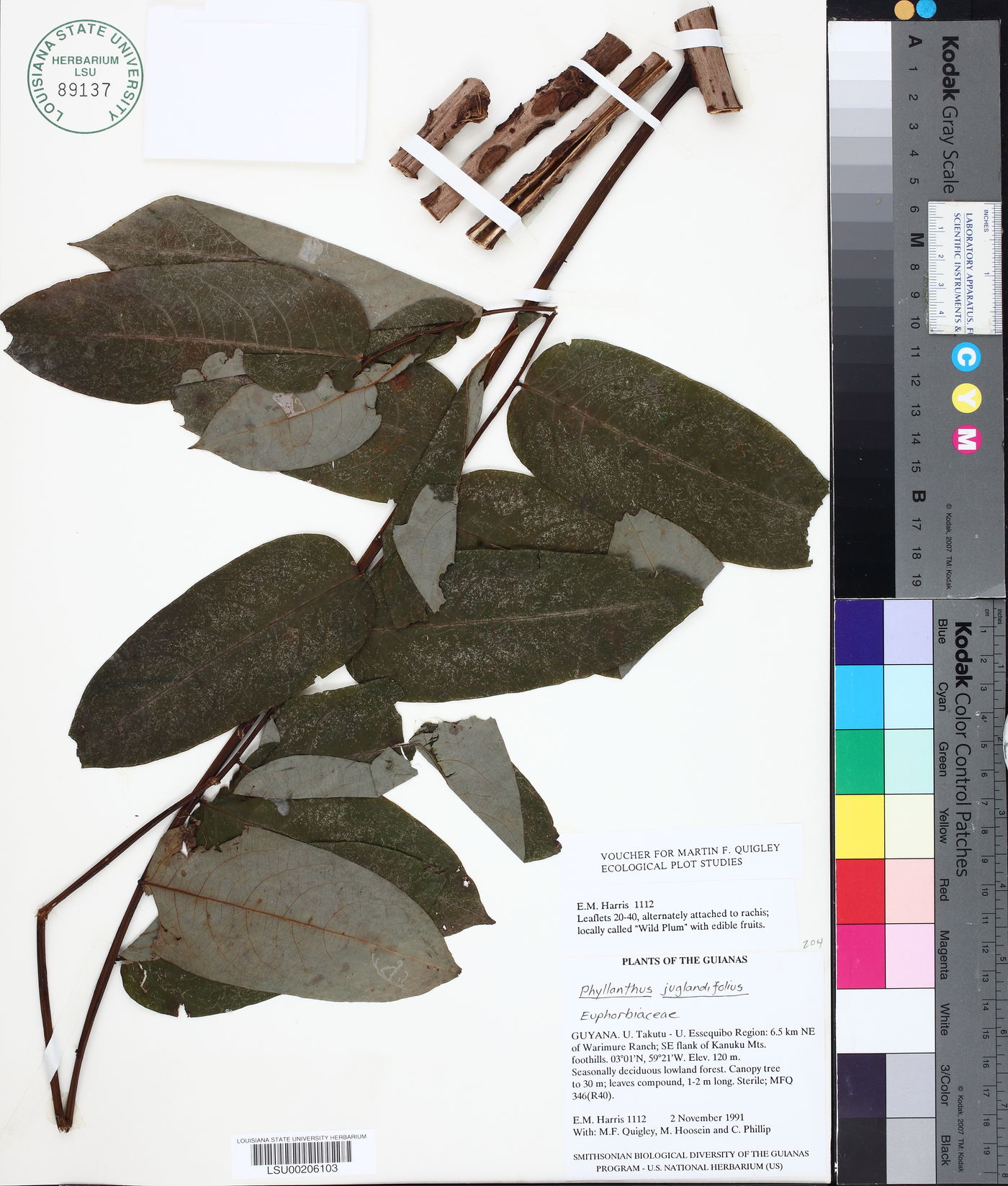 Phyllanthus juglandifolius image
