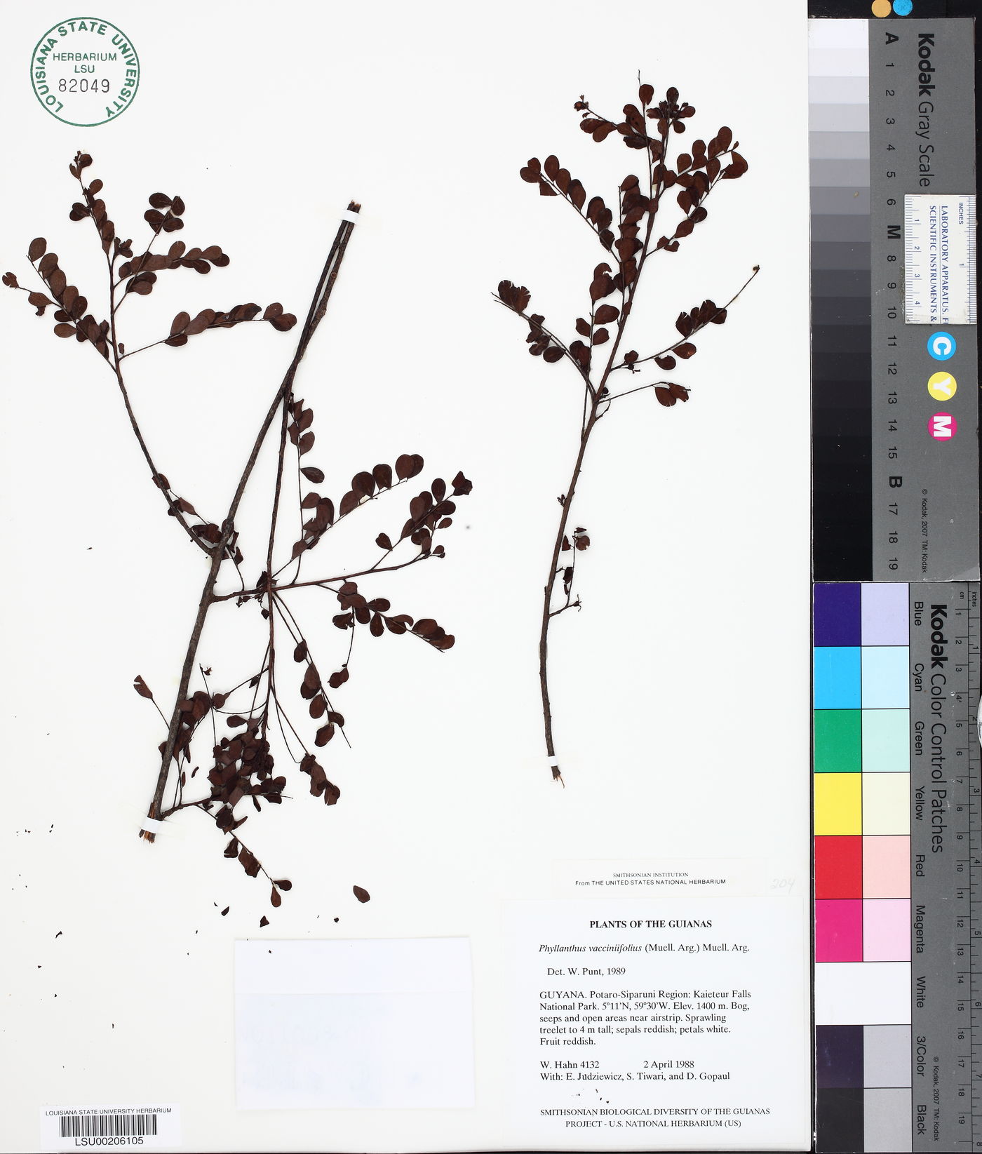 Phyllanthus vacciniifolius image