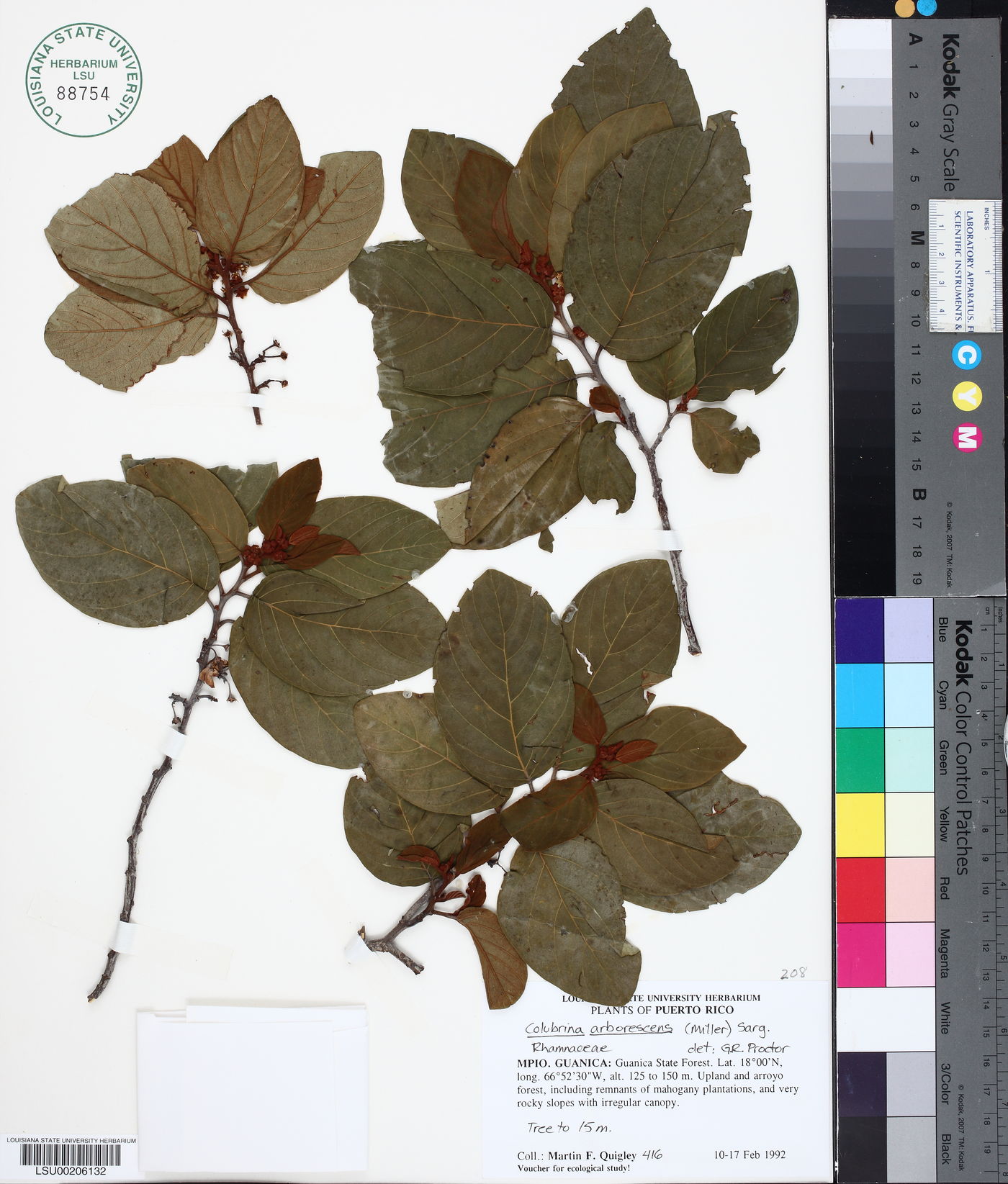 Colubrina arborescens image