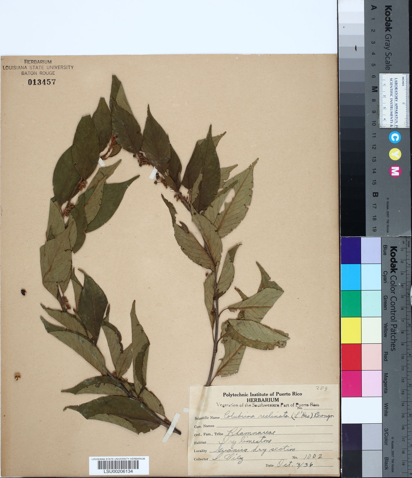 Colubrina reclinata image