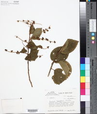 Image of Gouania hypoglauca