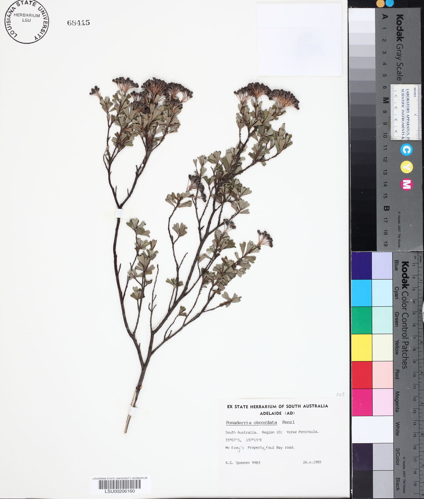 Pomaderris obcordata image