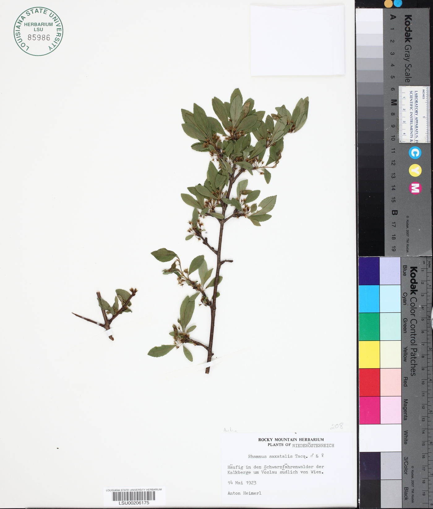 Rhamnus saxatilis image