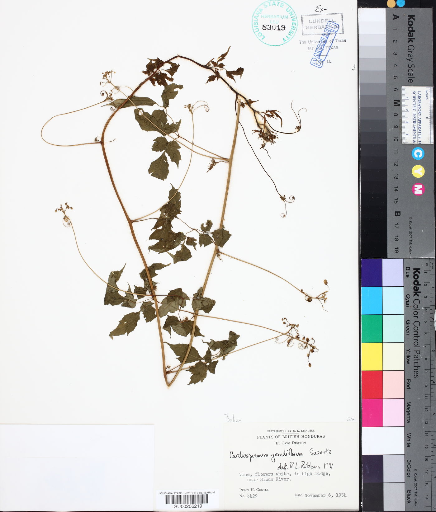 Cardiospermum grandiflorum image