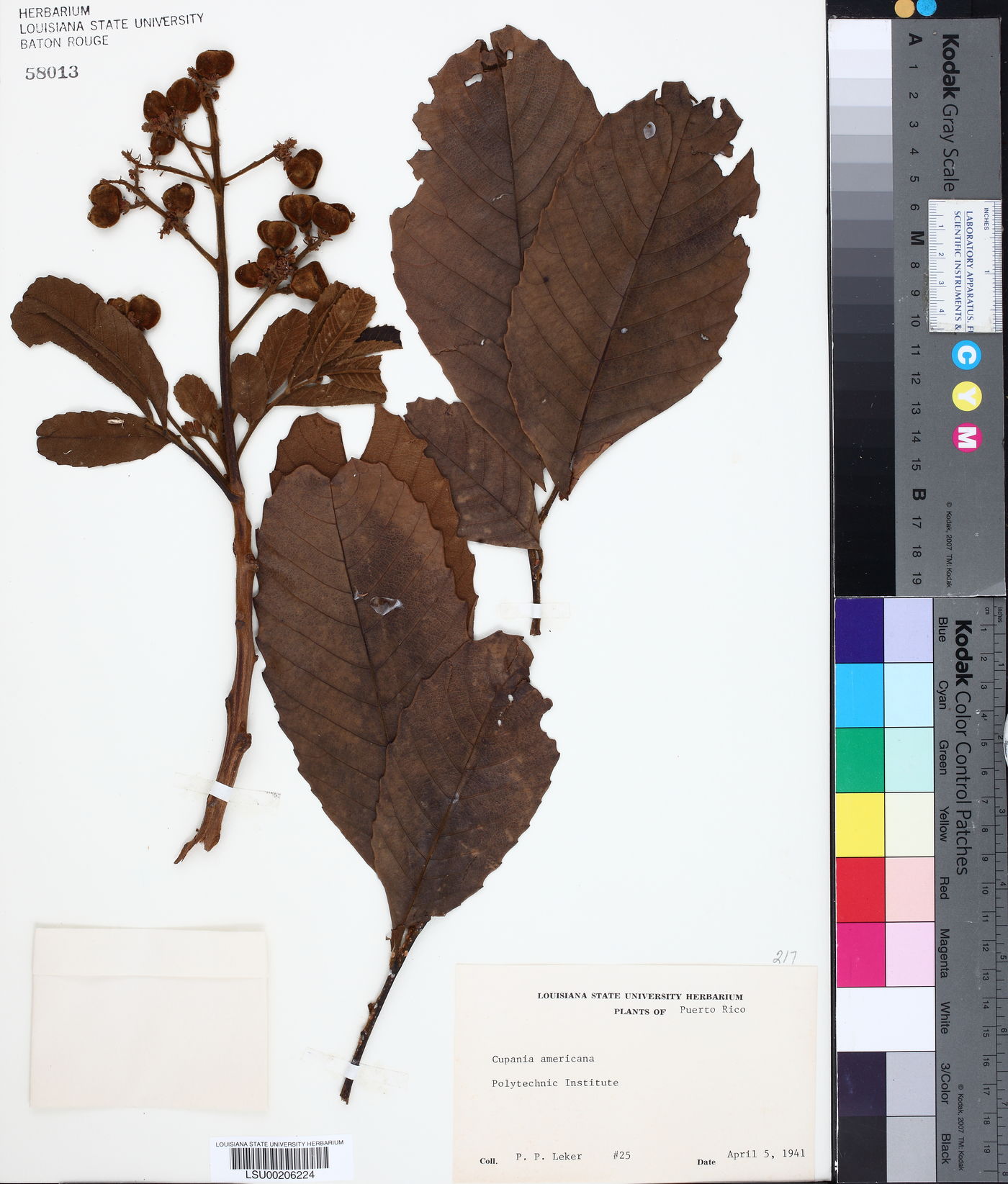 Cupania americana image