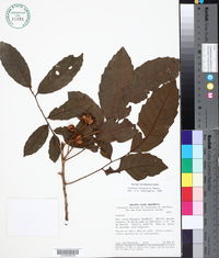 Image of Cupania rubiginosa
