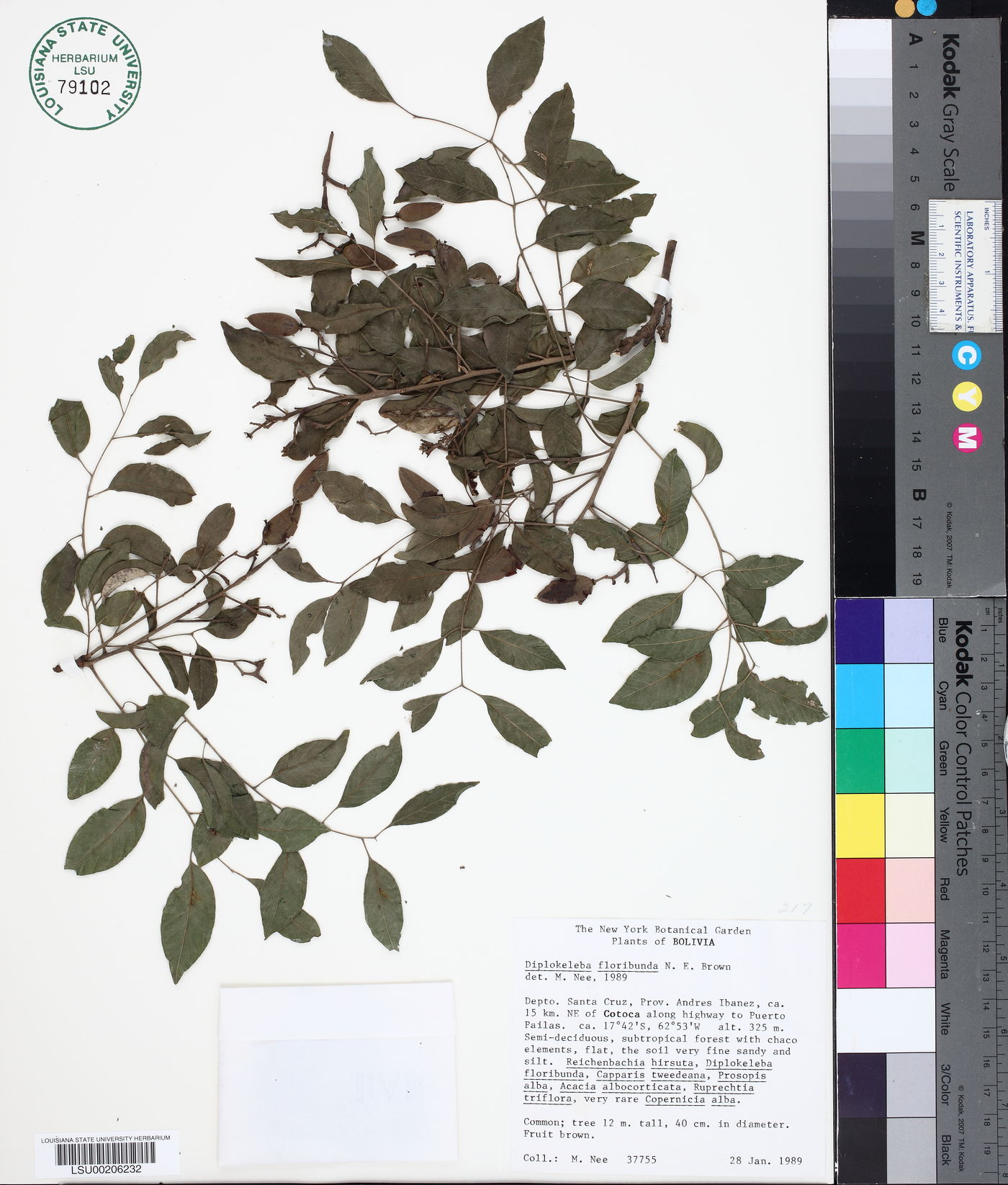 Diplokeleba image
