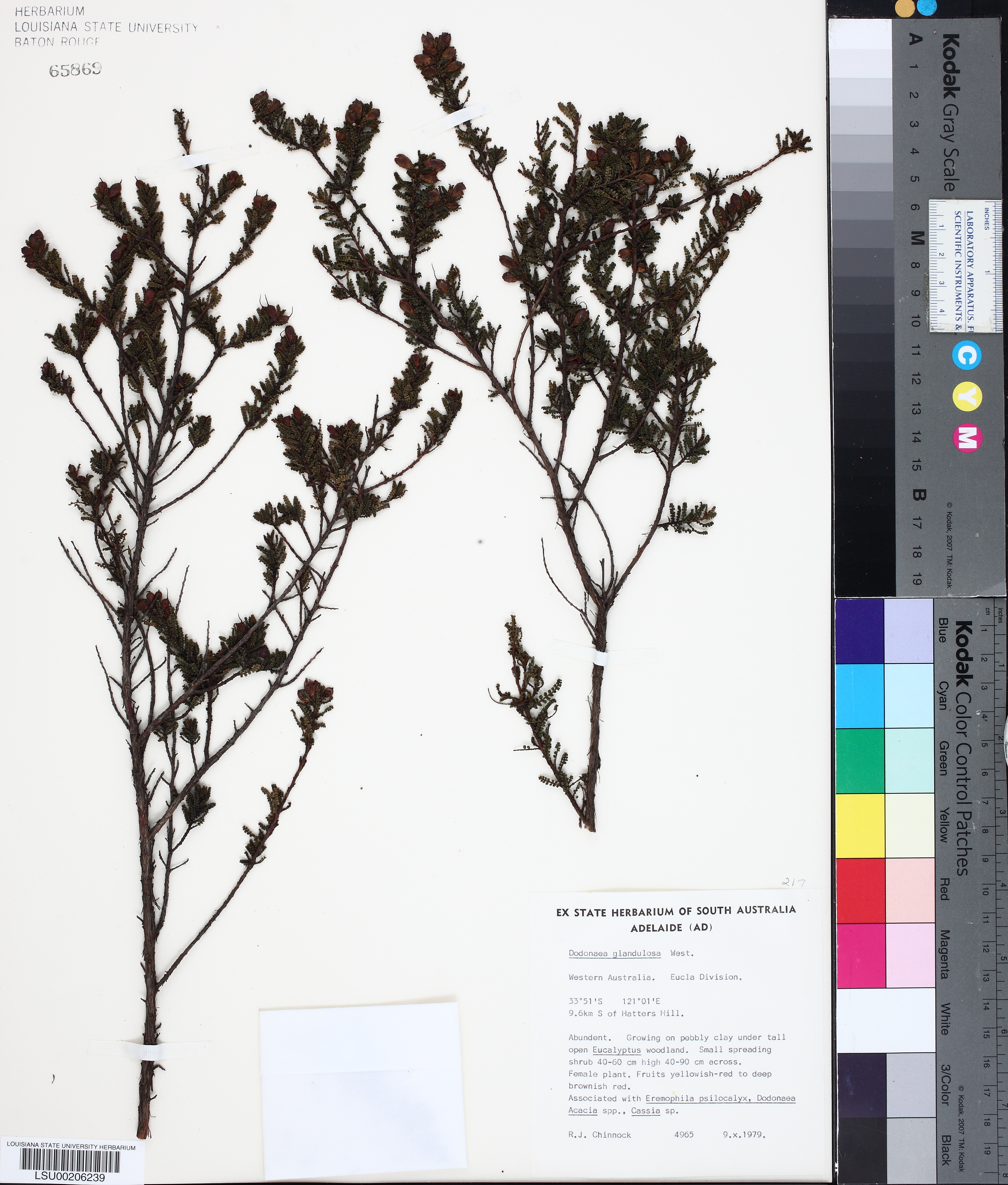 Dodonaea glandulosa thumbnail