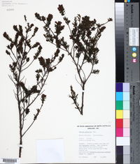 Image of Dodonaea glandulosa