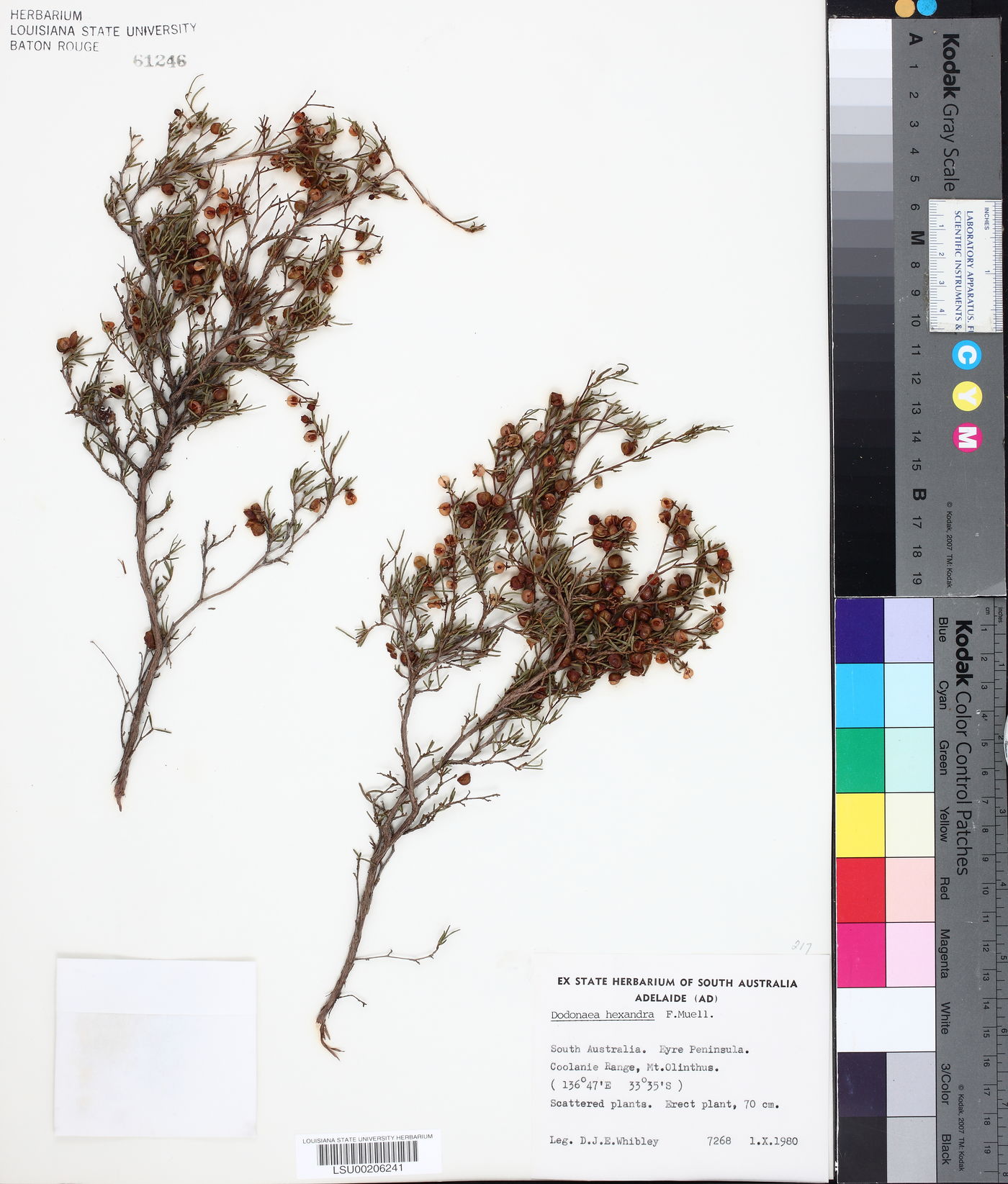 Dodonaea hexandra image