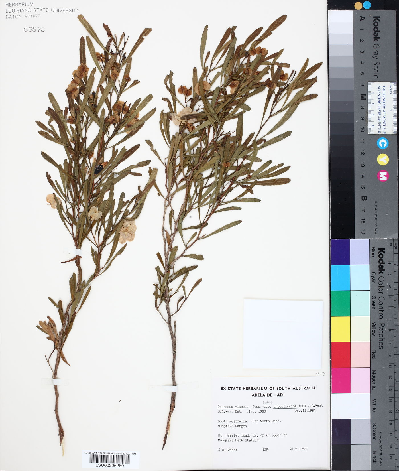 Dodonaea viscosa subsp. angustissima image