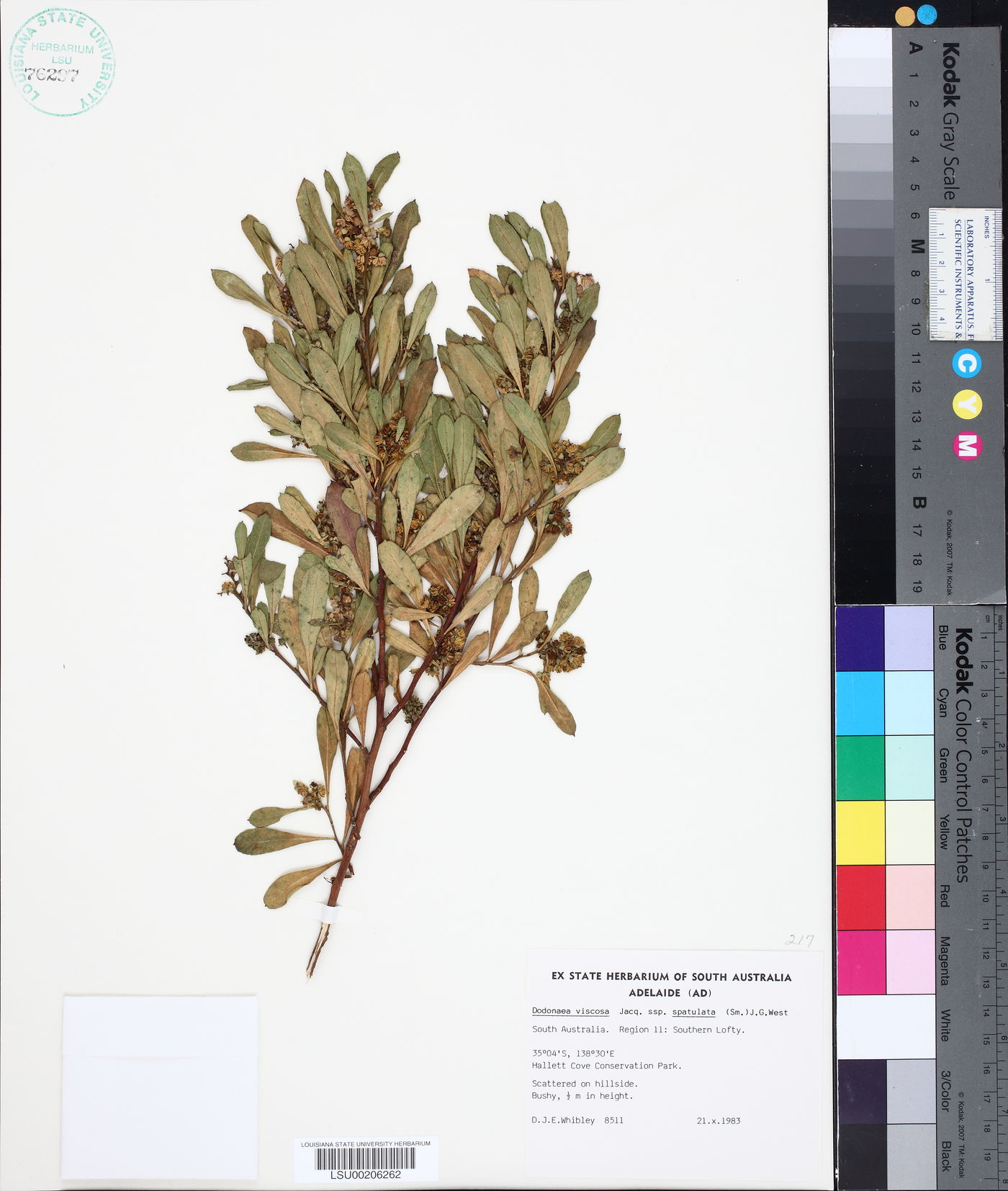 Dodonaea viscosa subsp. spatulata image