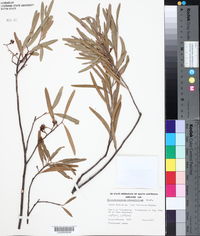 Image of Heterodendrum oleaefolium